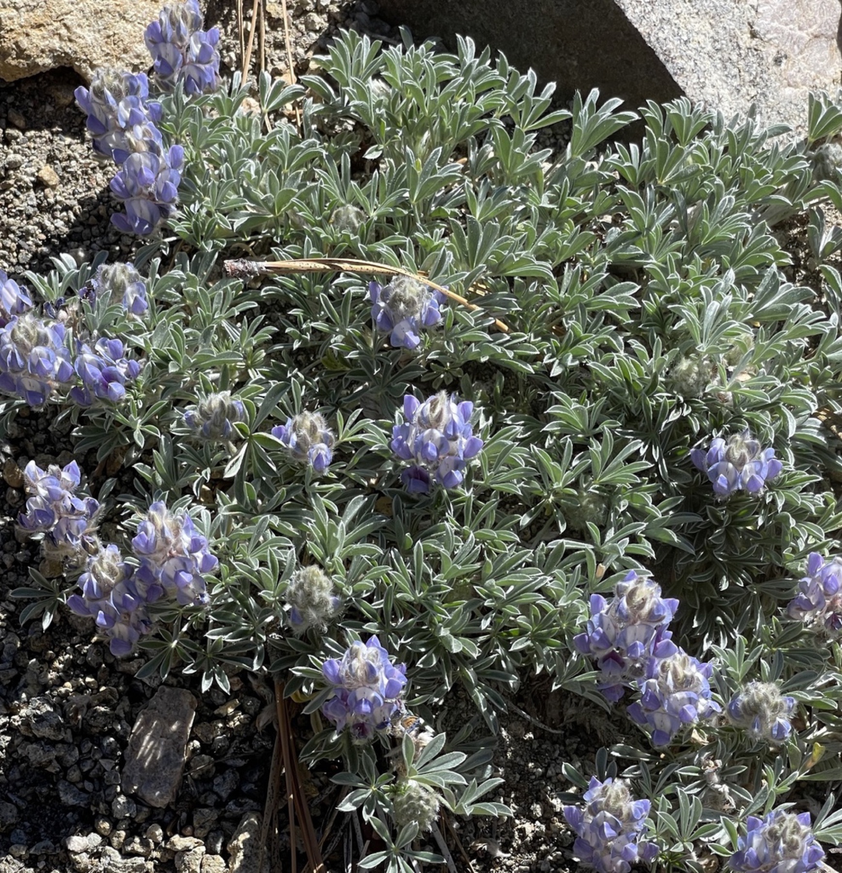 Brewer's Lupine
