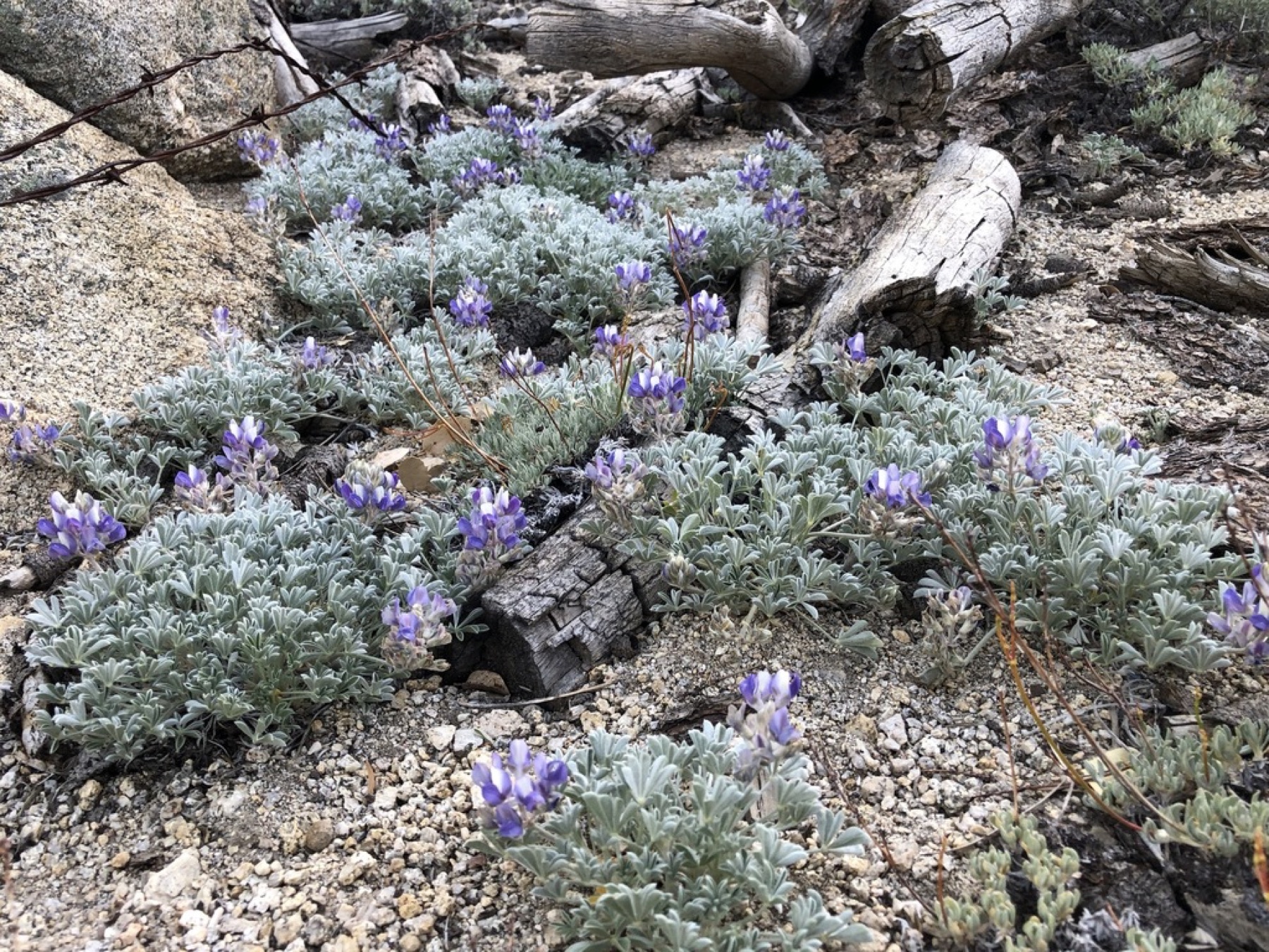 Brewer's Lupine — photo 2