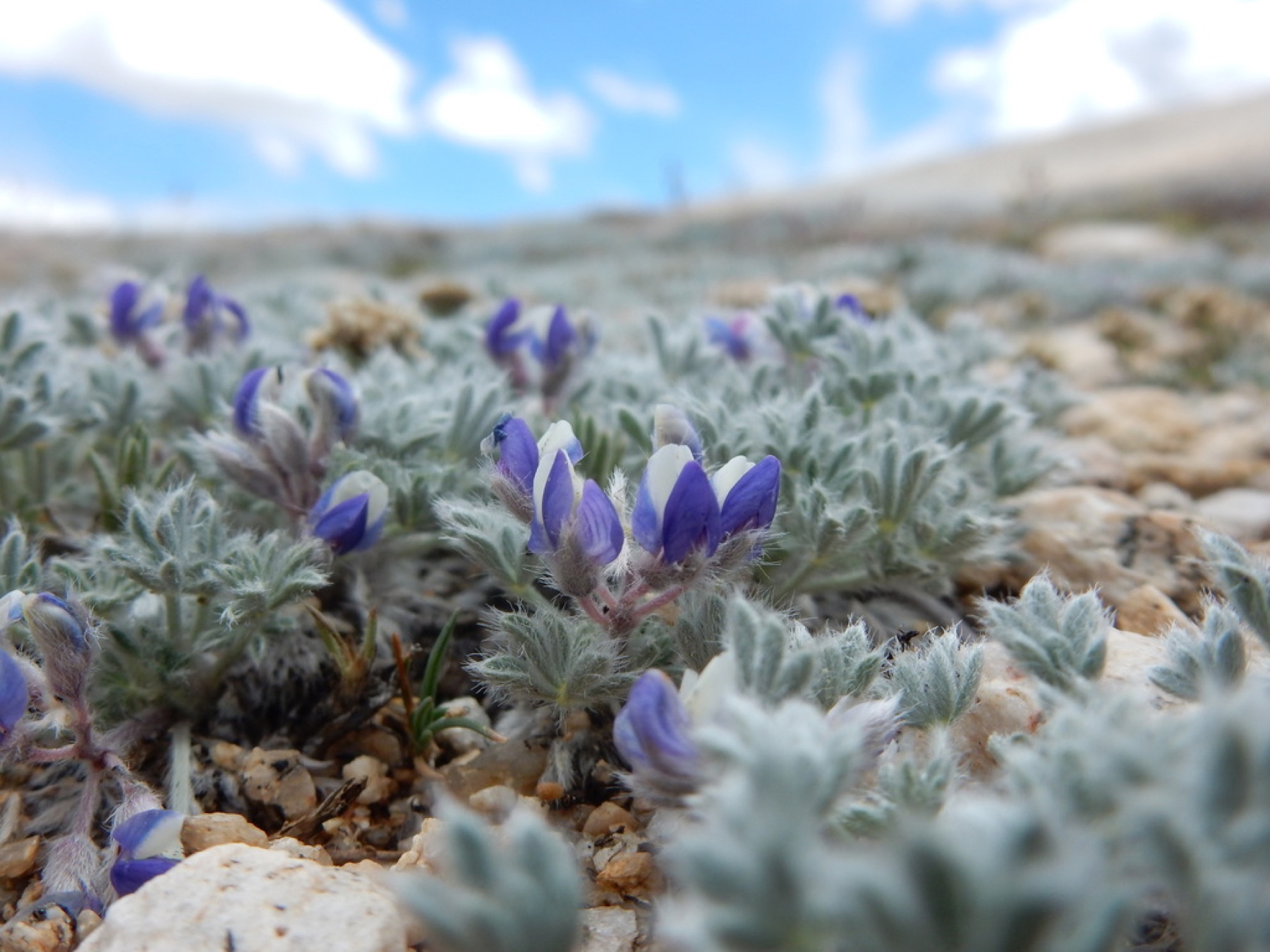 Brewer's Lupine — photo 3