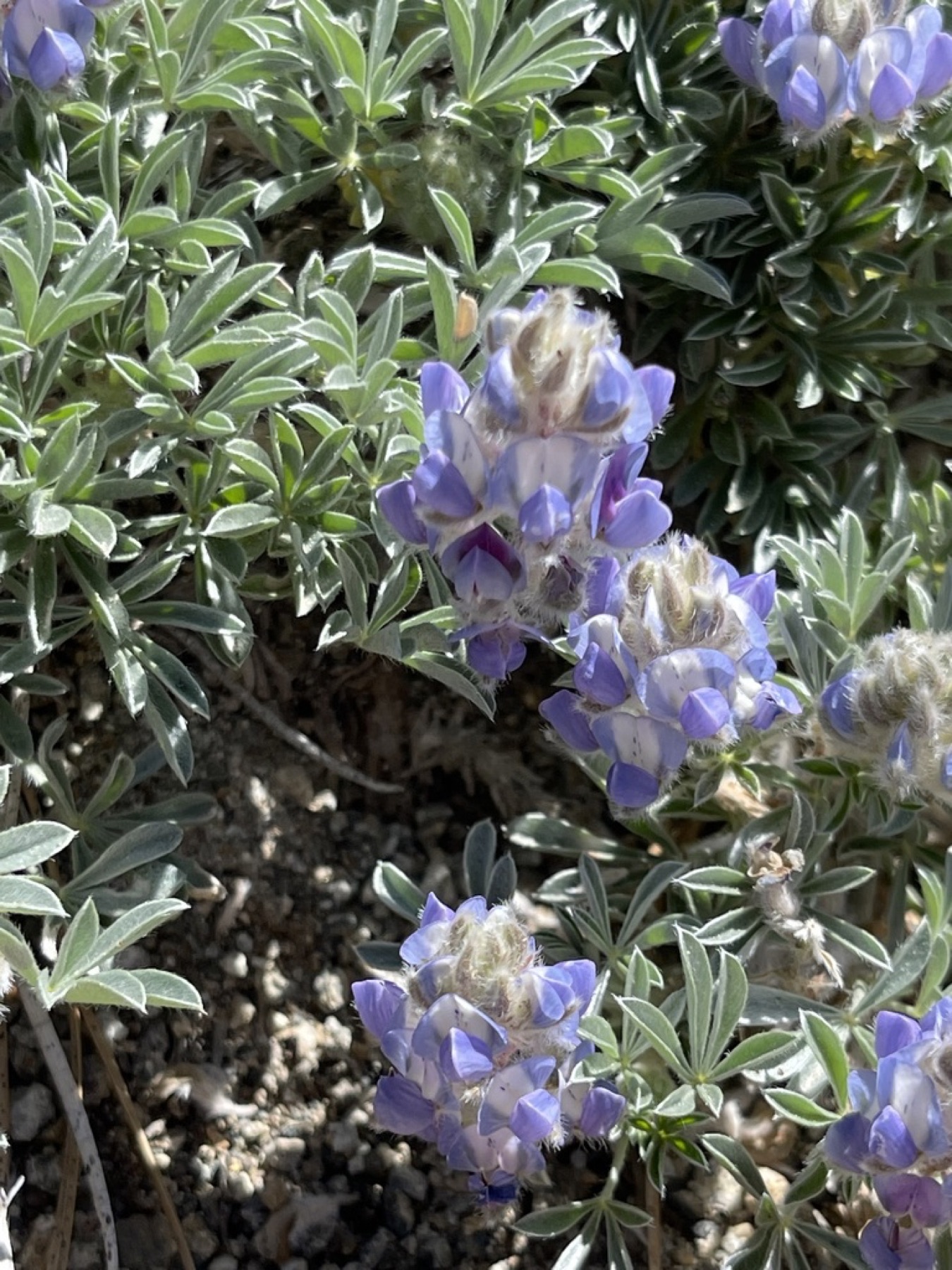 Brewer's Lupine — photo 4