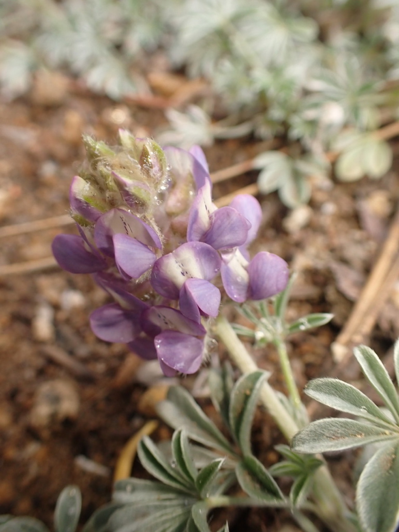 Brewer's Lupine — photo 5