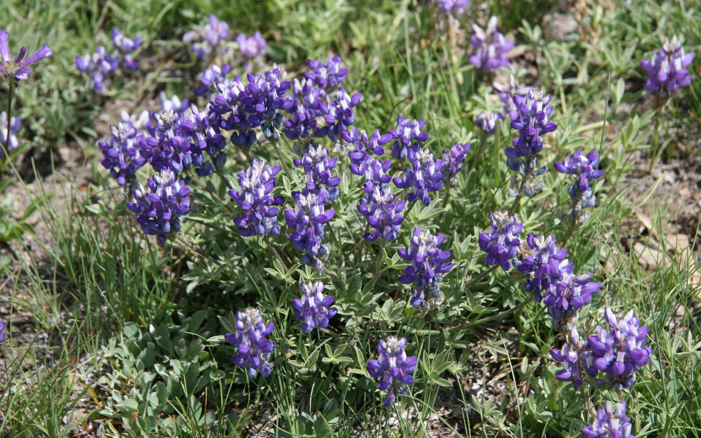 Brewer's Lupine