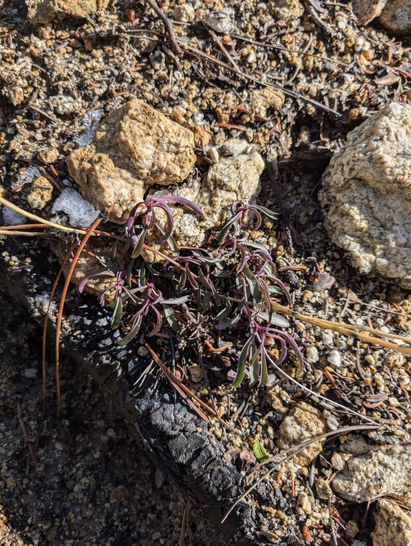 Bridges' Penstemon — photo 6