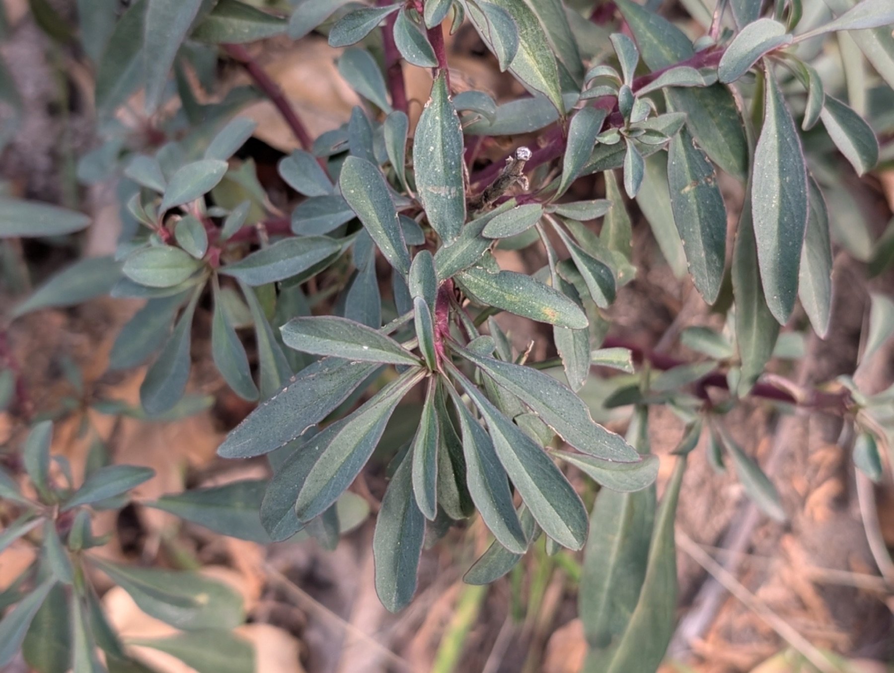 Bridges' Penstemon — photo 7