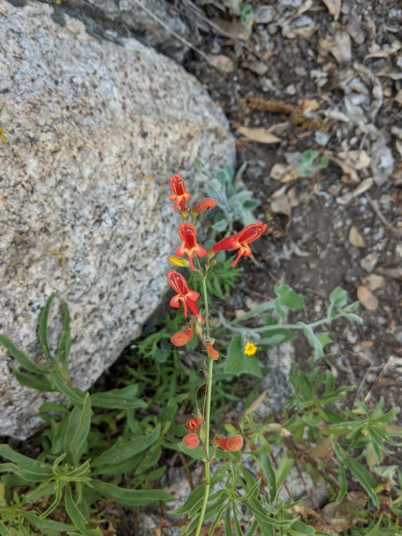 Bridges' Penstemon — photo 9