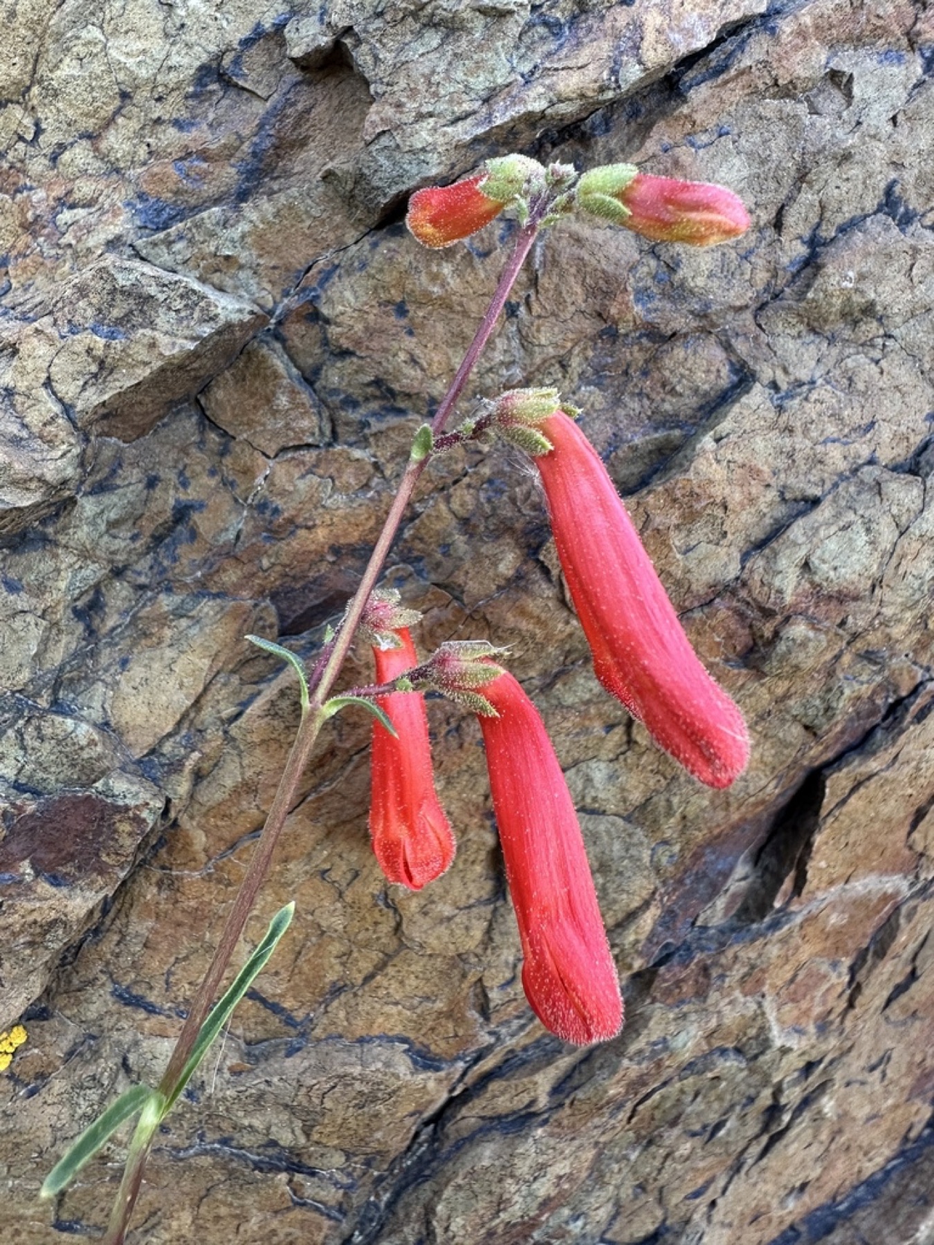 Bridges' Penstemon — photo 10