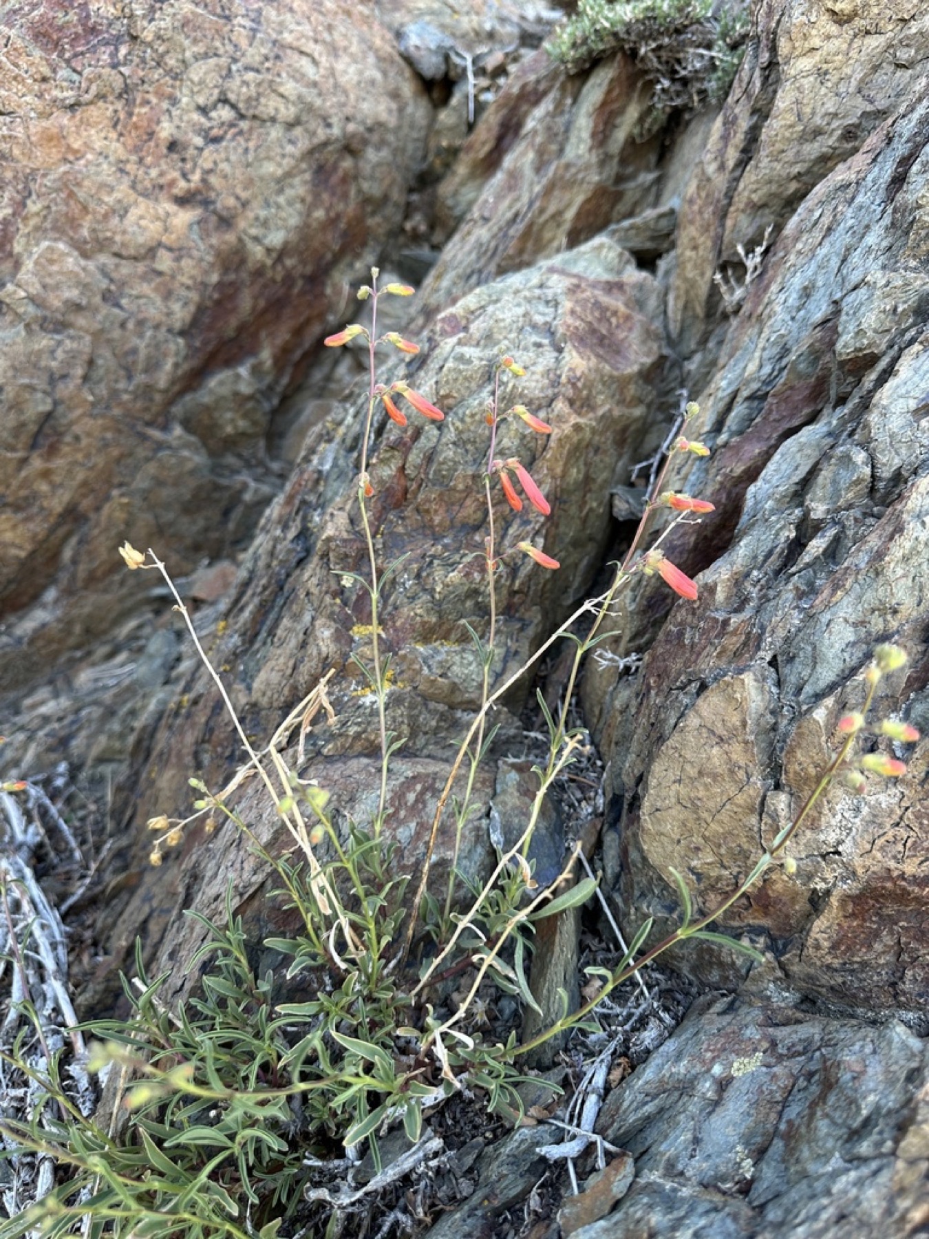 Bridges' Penstemon — photo 11