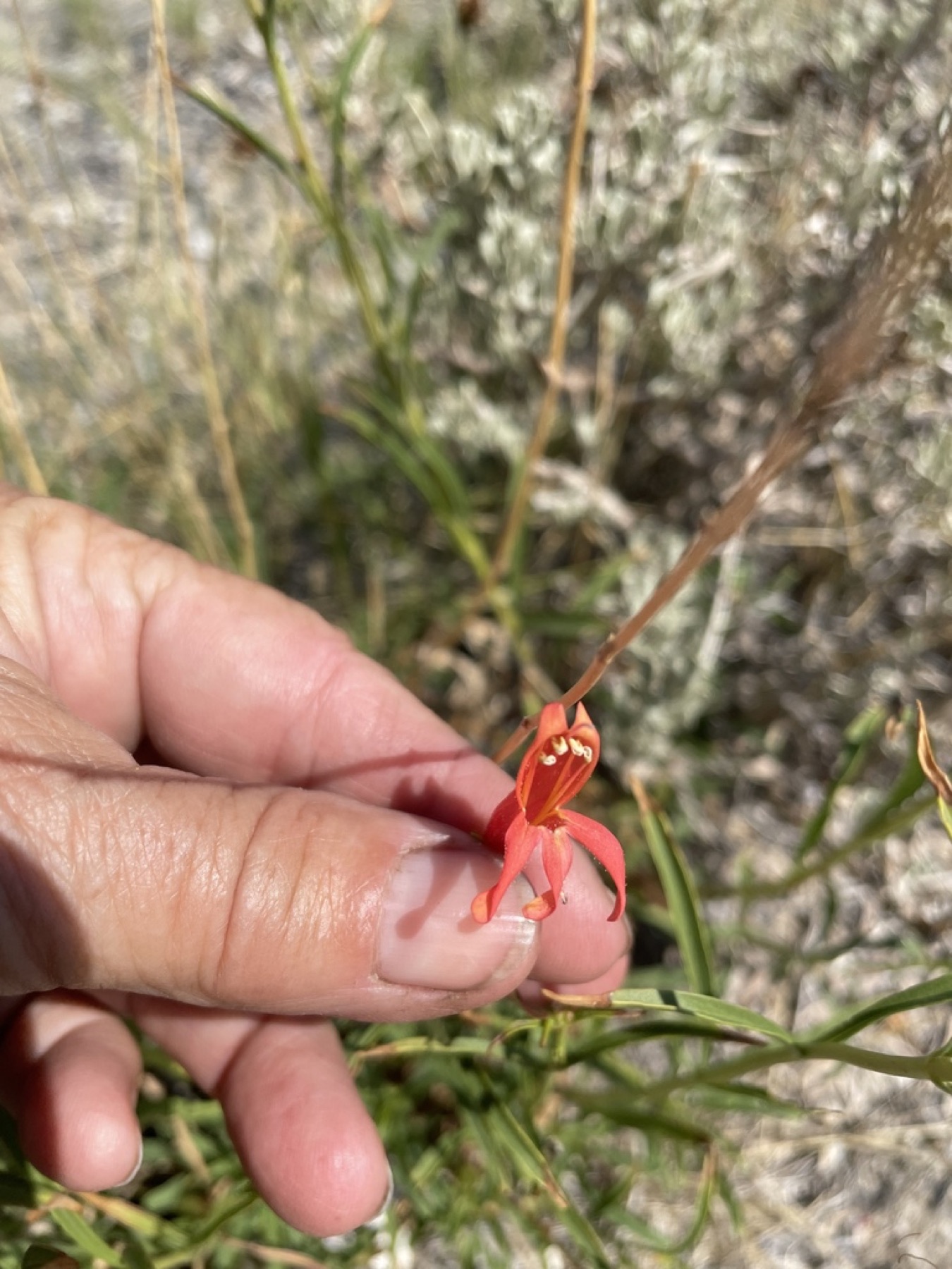 Bridges' Penstemon — photo 12