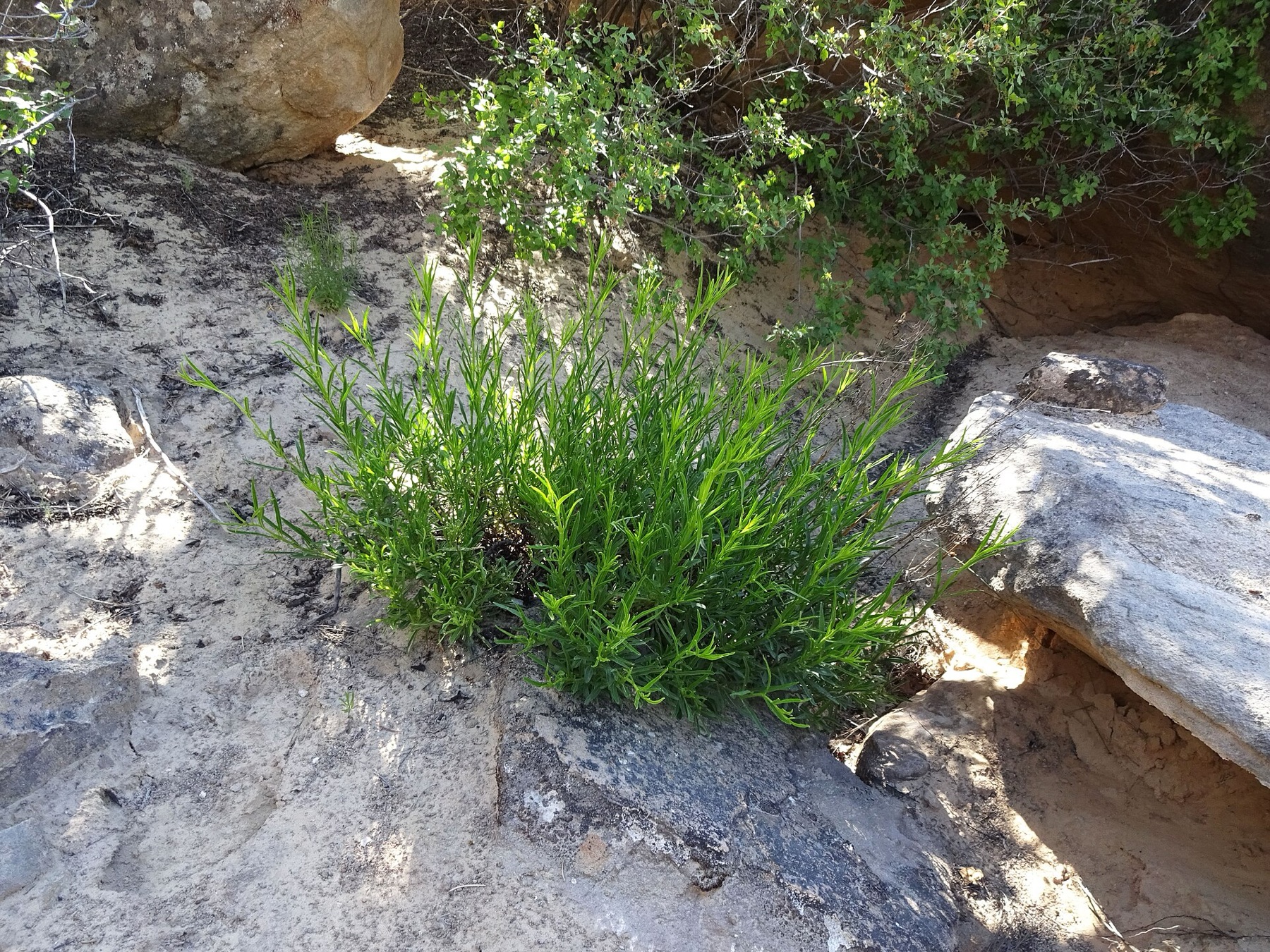Bridges' Penstemon — photo 13