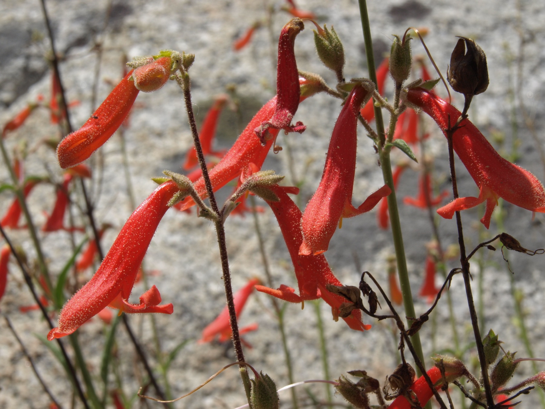 Bridges' Penstemon — photo 15