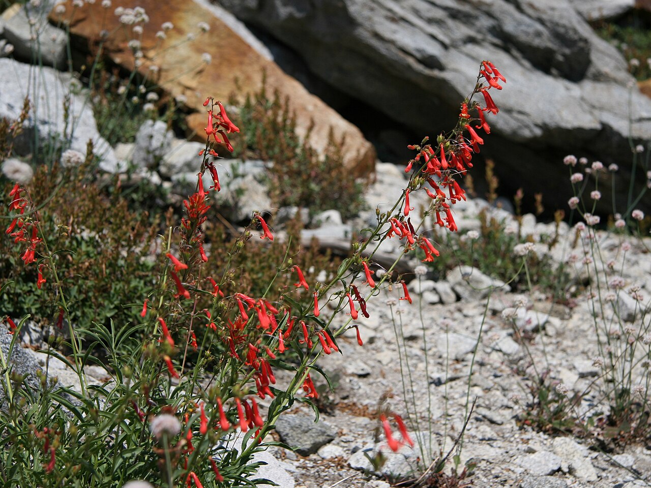 Bridges' Penstemon — photo 22