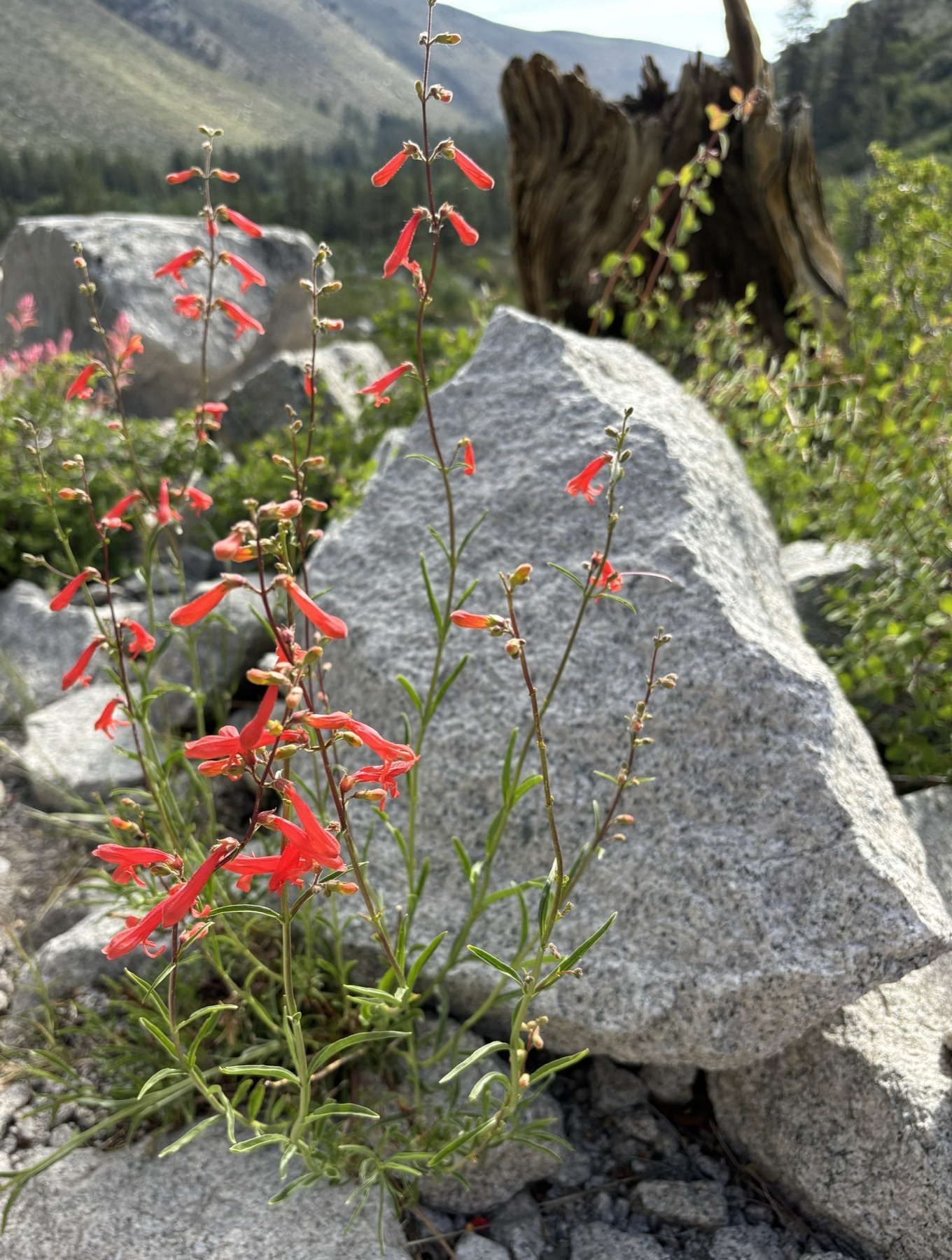 Bridges' Penstemon — photo 16