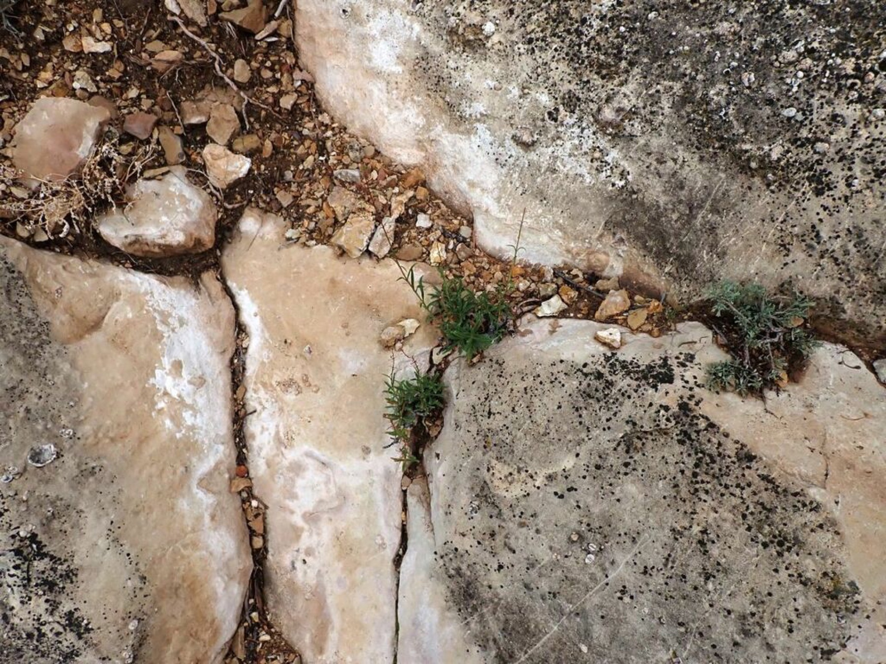 Bridges' Penstemon — photo 17