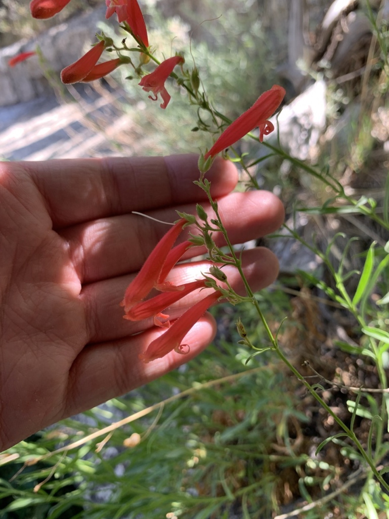 Bridges' Penstemon — photo 18