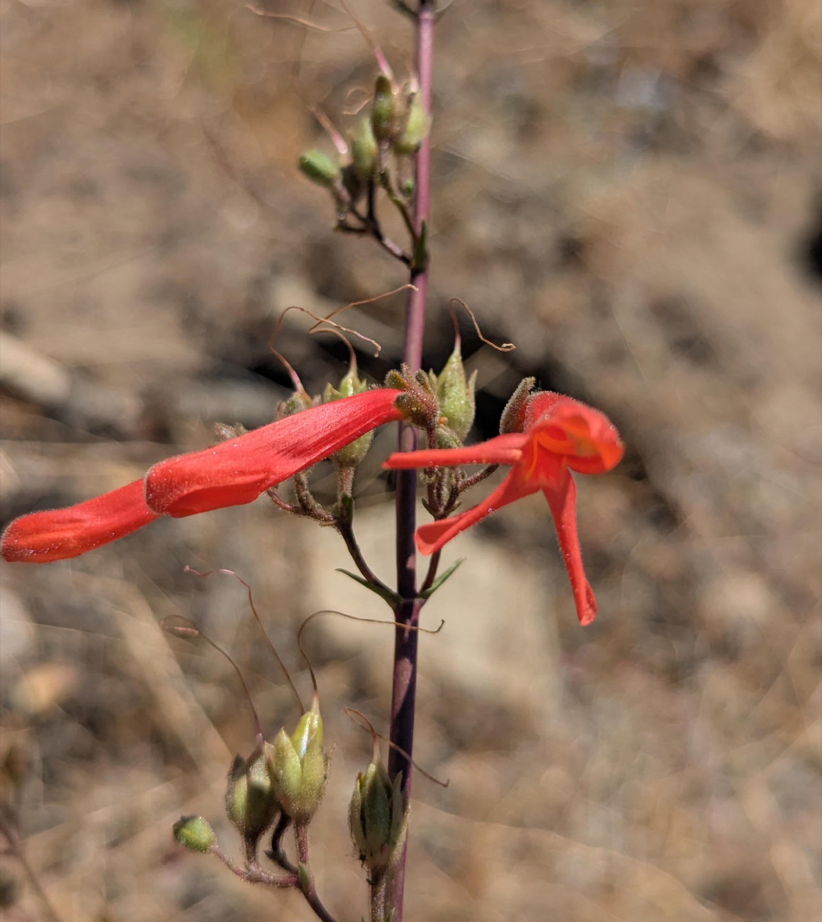 Bridges' Penstemon — photo 19