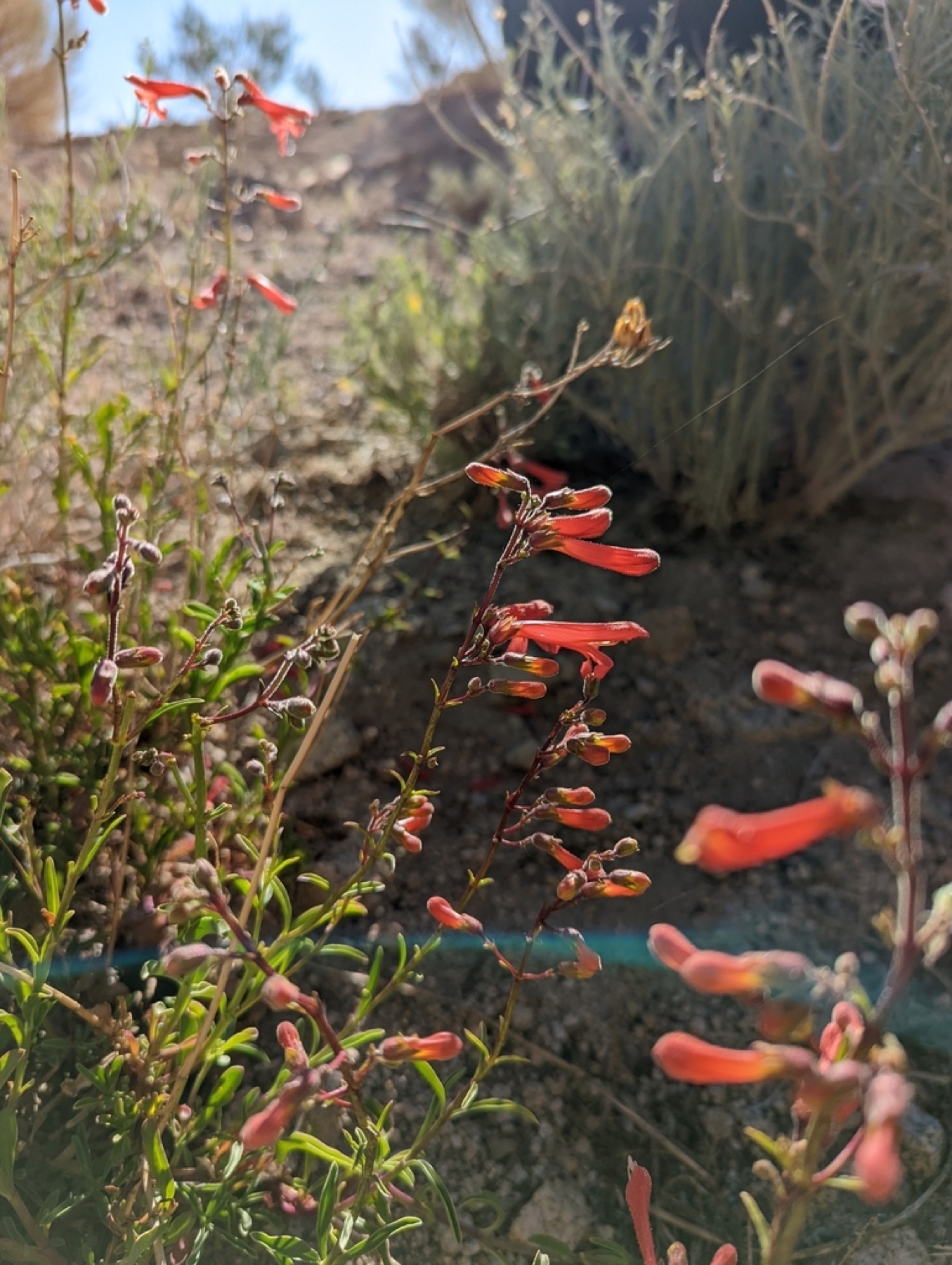 Bridges' Penstemon — photo 20