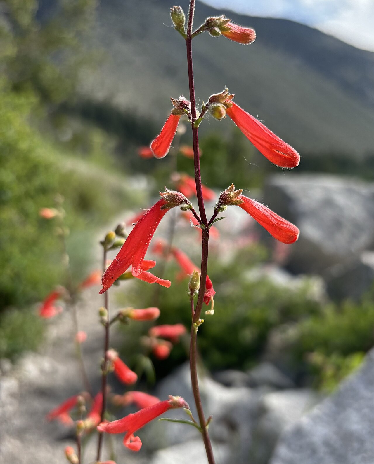 Bridges' Penstemon — photo 23