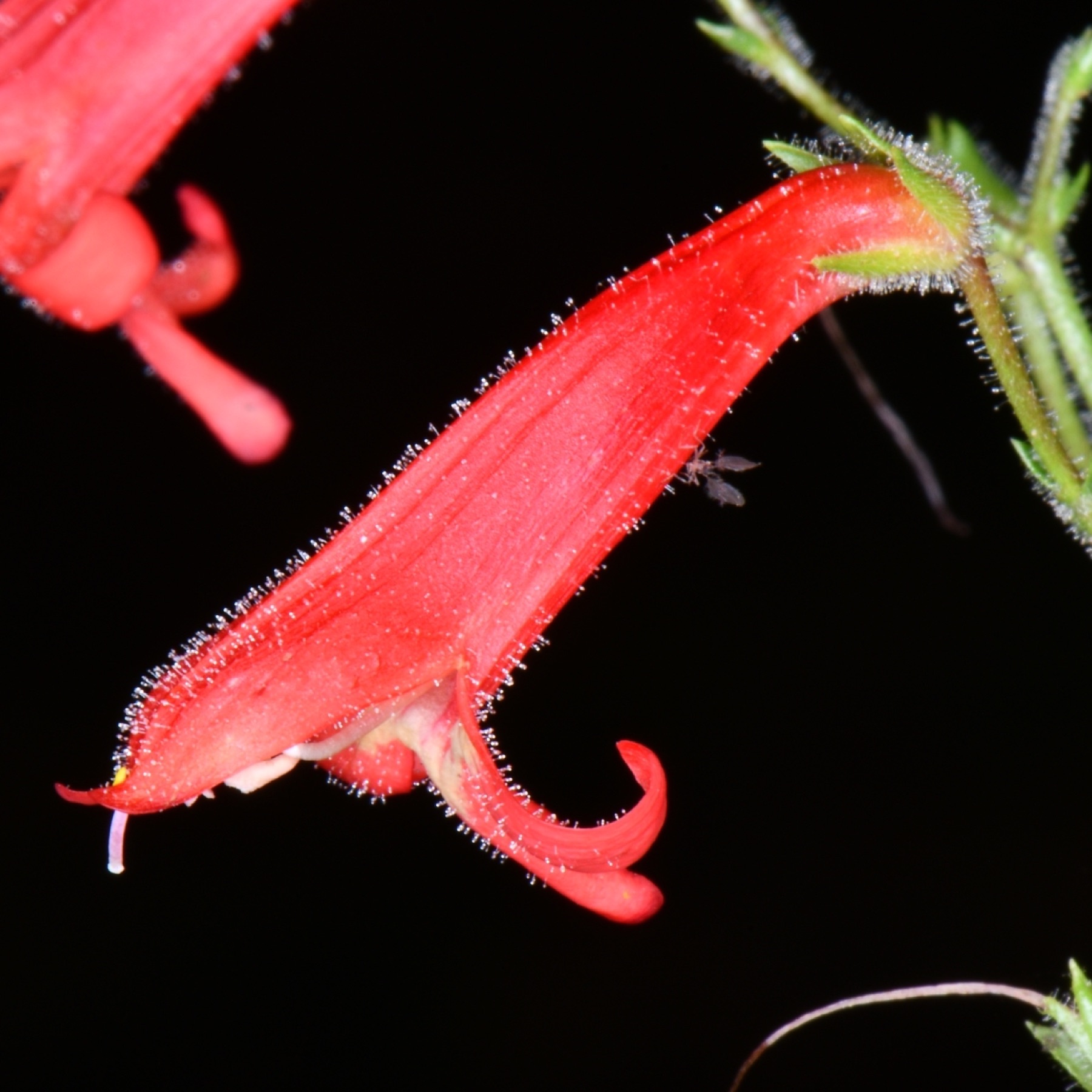 Bridges' Penstemon