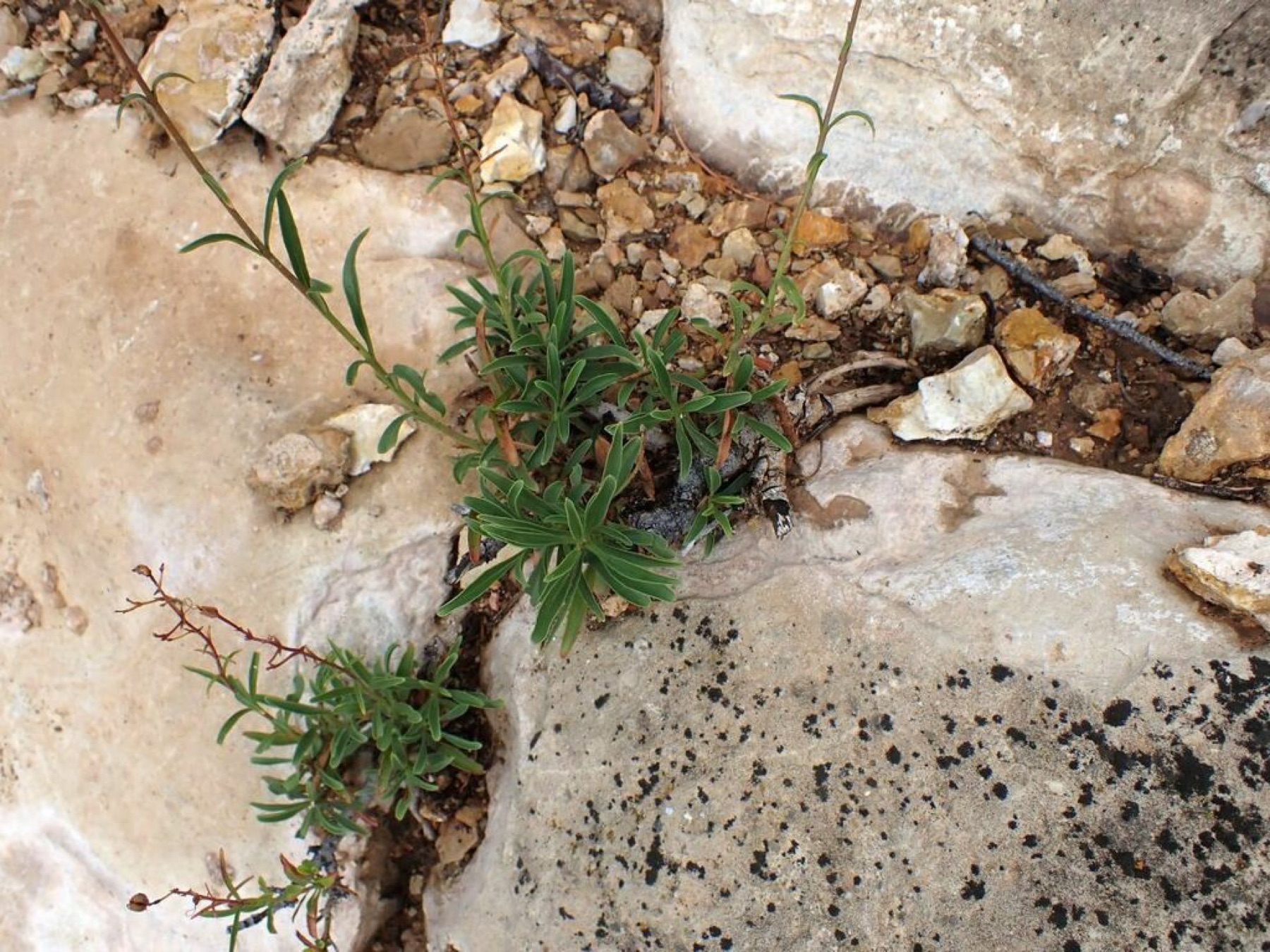 Bridges' Penstemon — photo 2