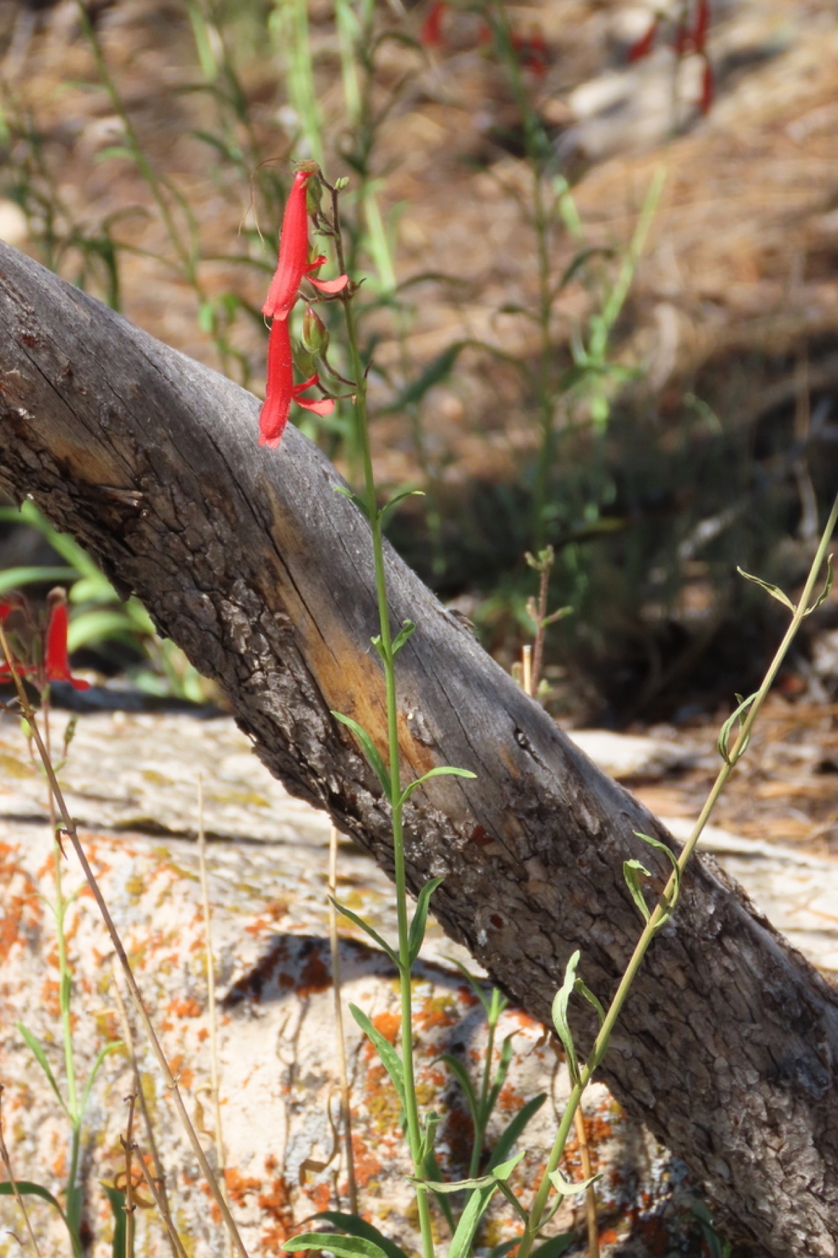 Bridges' Penstemon — photo 3