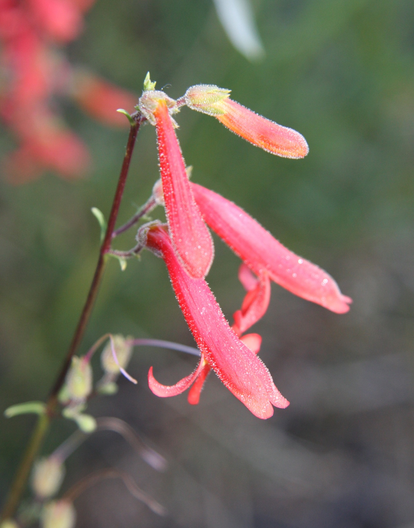 Bridges' Penstemon — photo 4