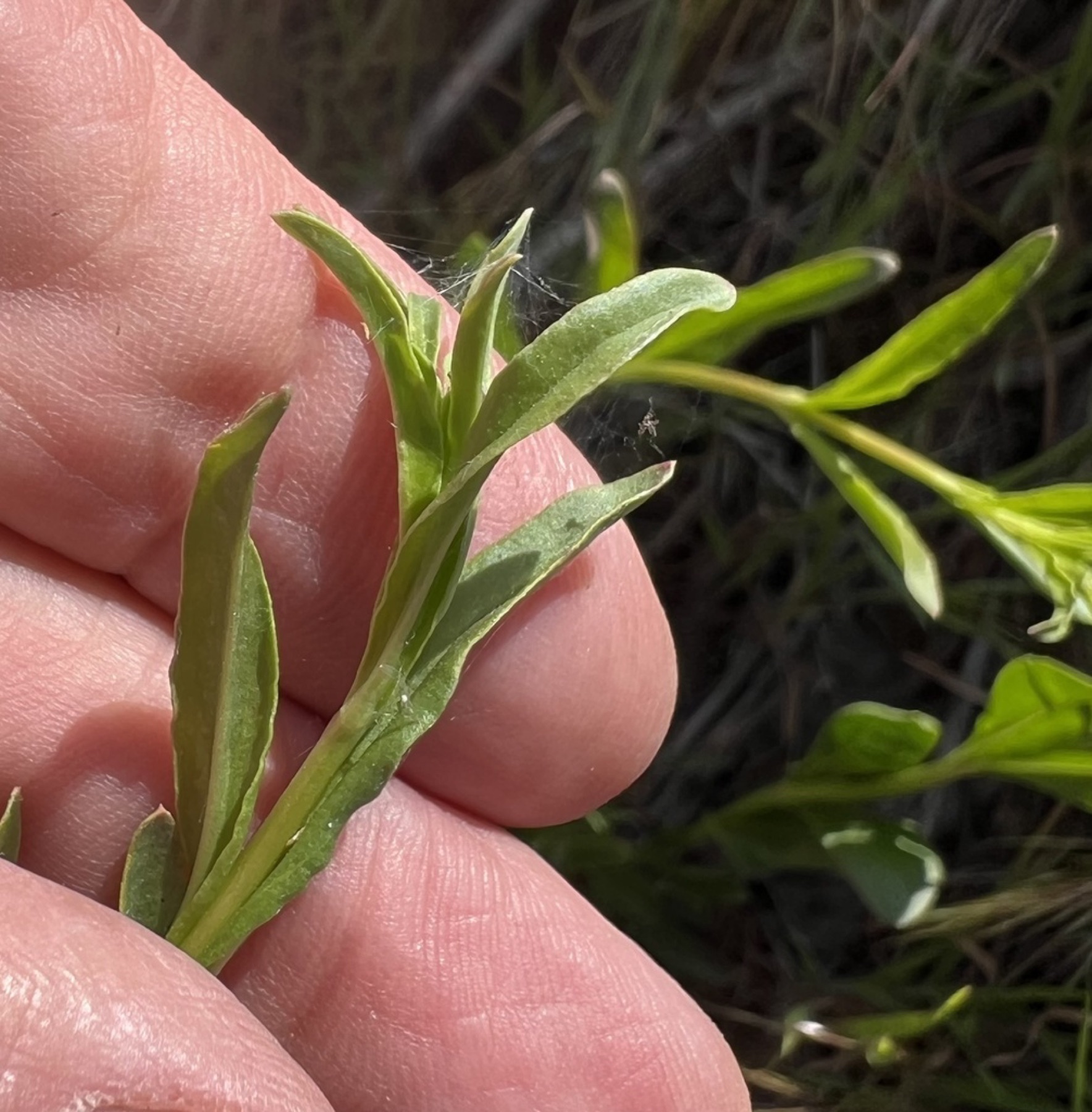 Bridges' Penstemon — photo 5
