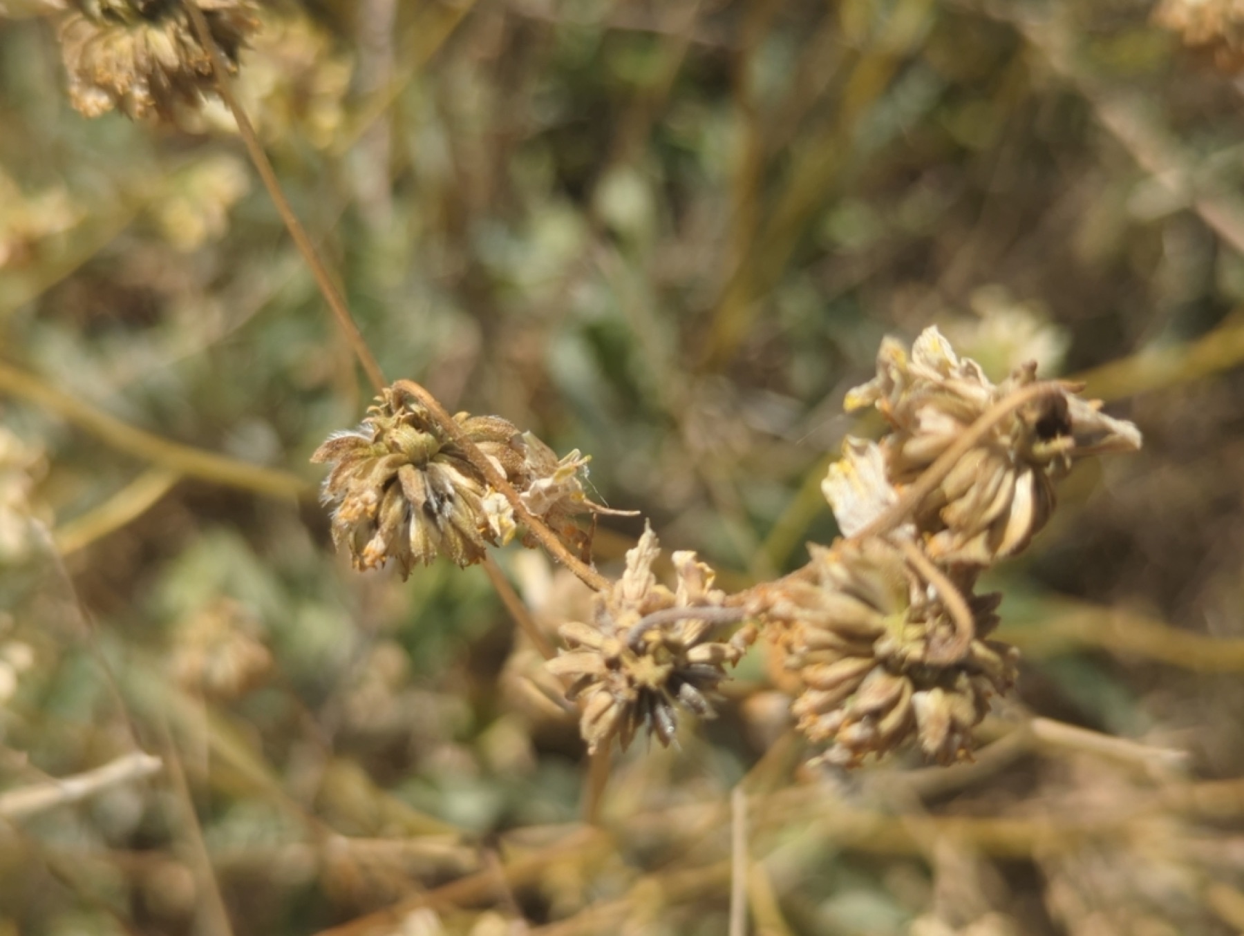Brittlebush — photo 6