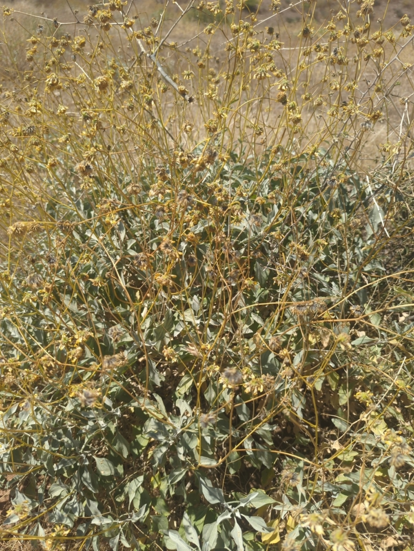 Brittlebush — photo 7