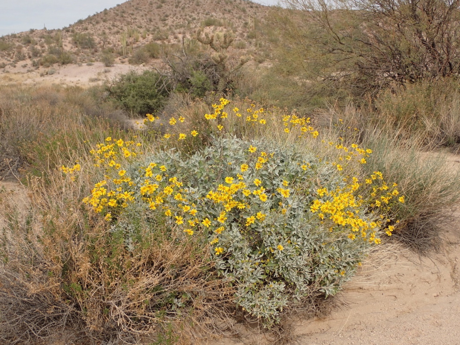 Brittlebush — photo 8