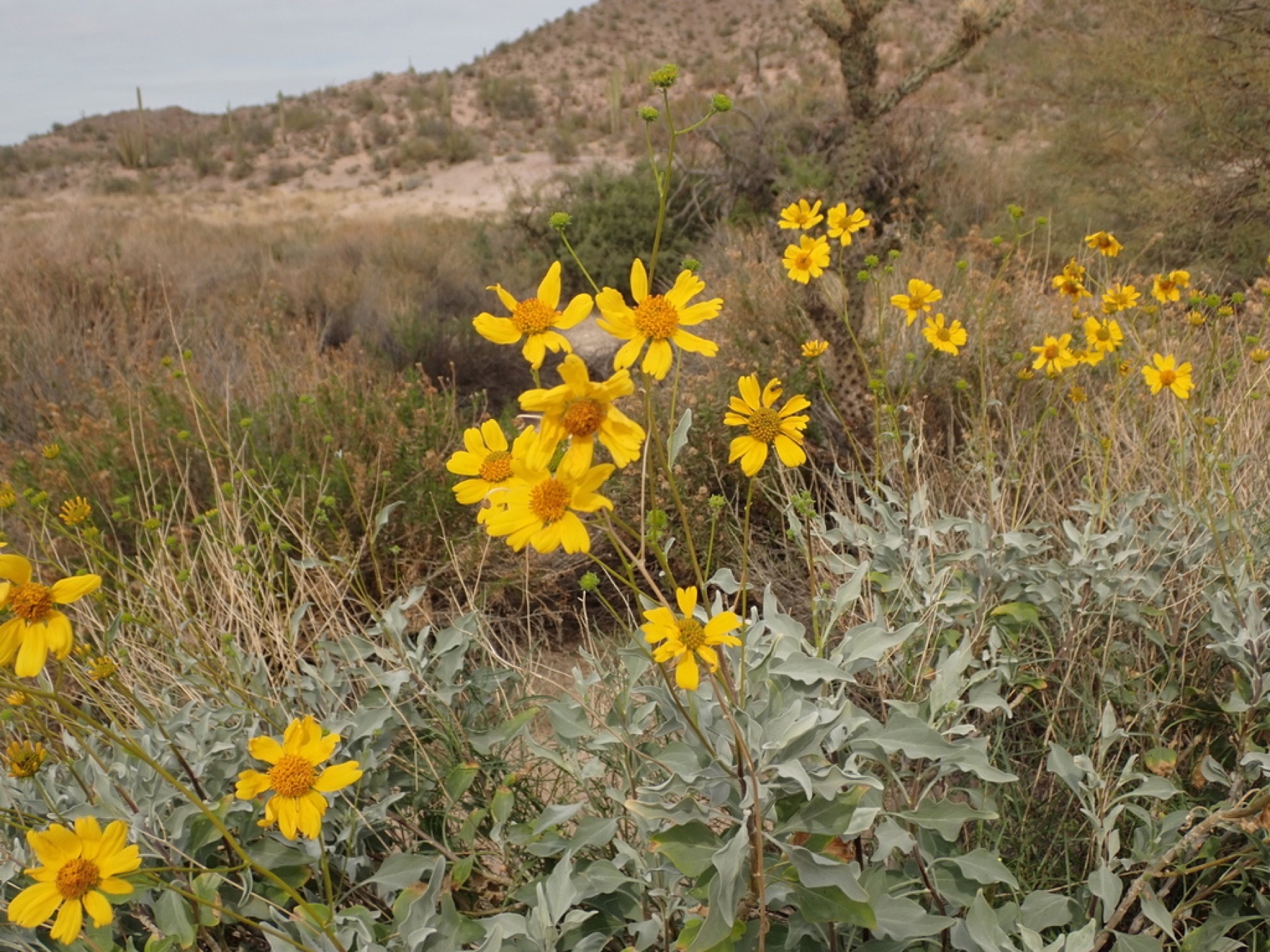 Brittlebush — photo 9