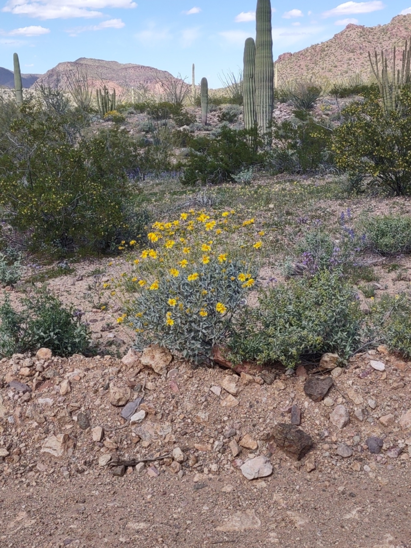 Brittlebush — photo 10