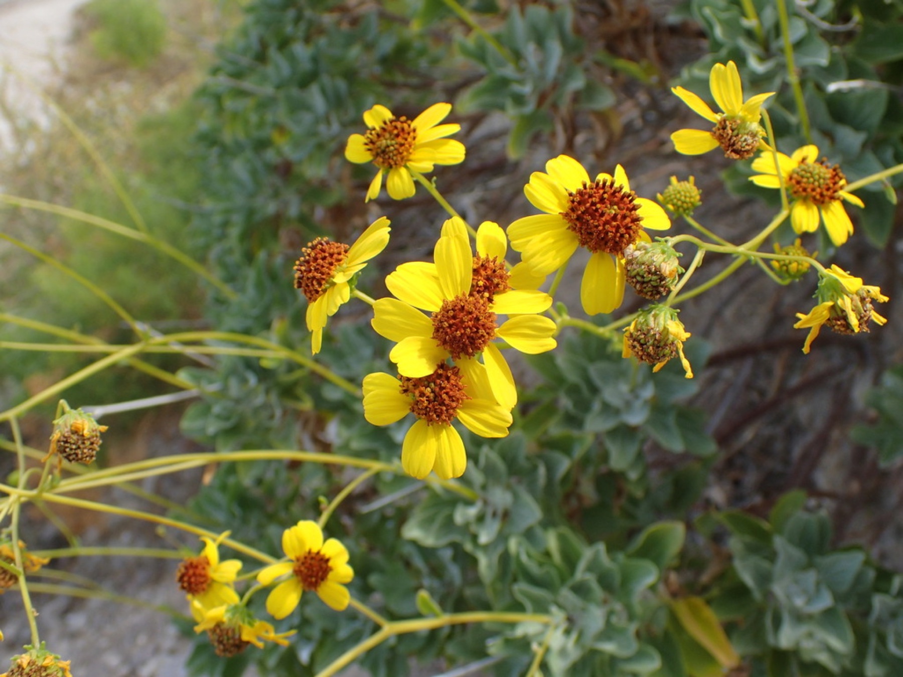 Brittlebush — photo 11