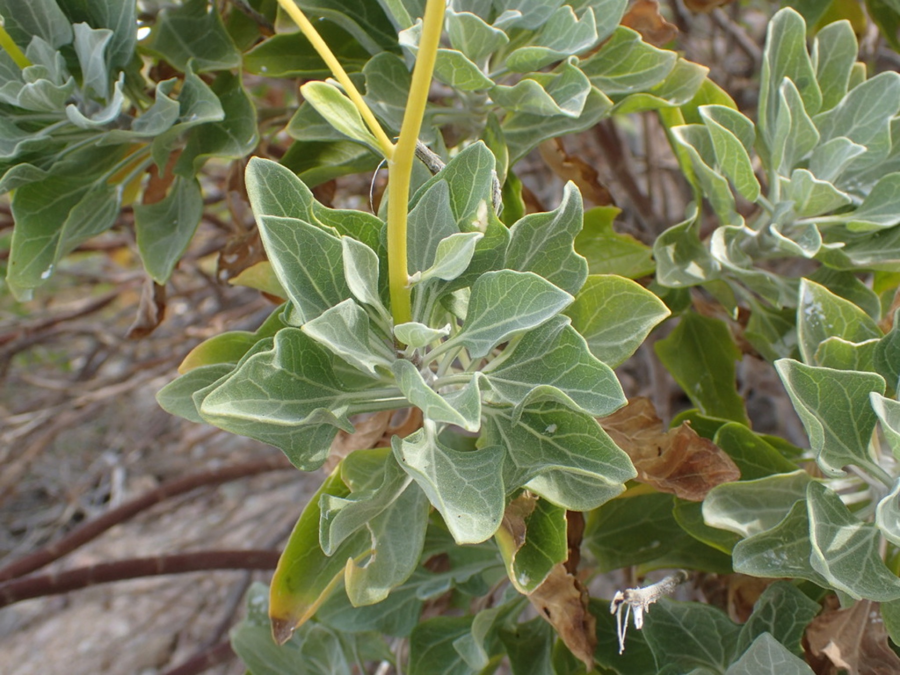 Brittlebush — photo 12
