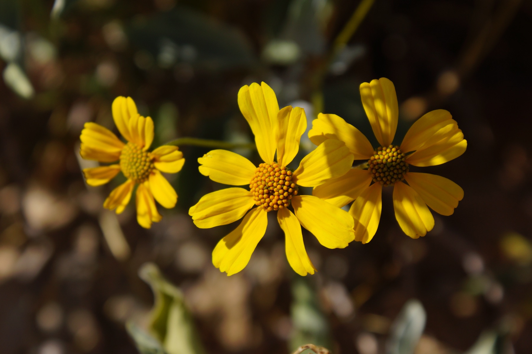 Brittlebush — photo 13