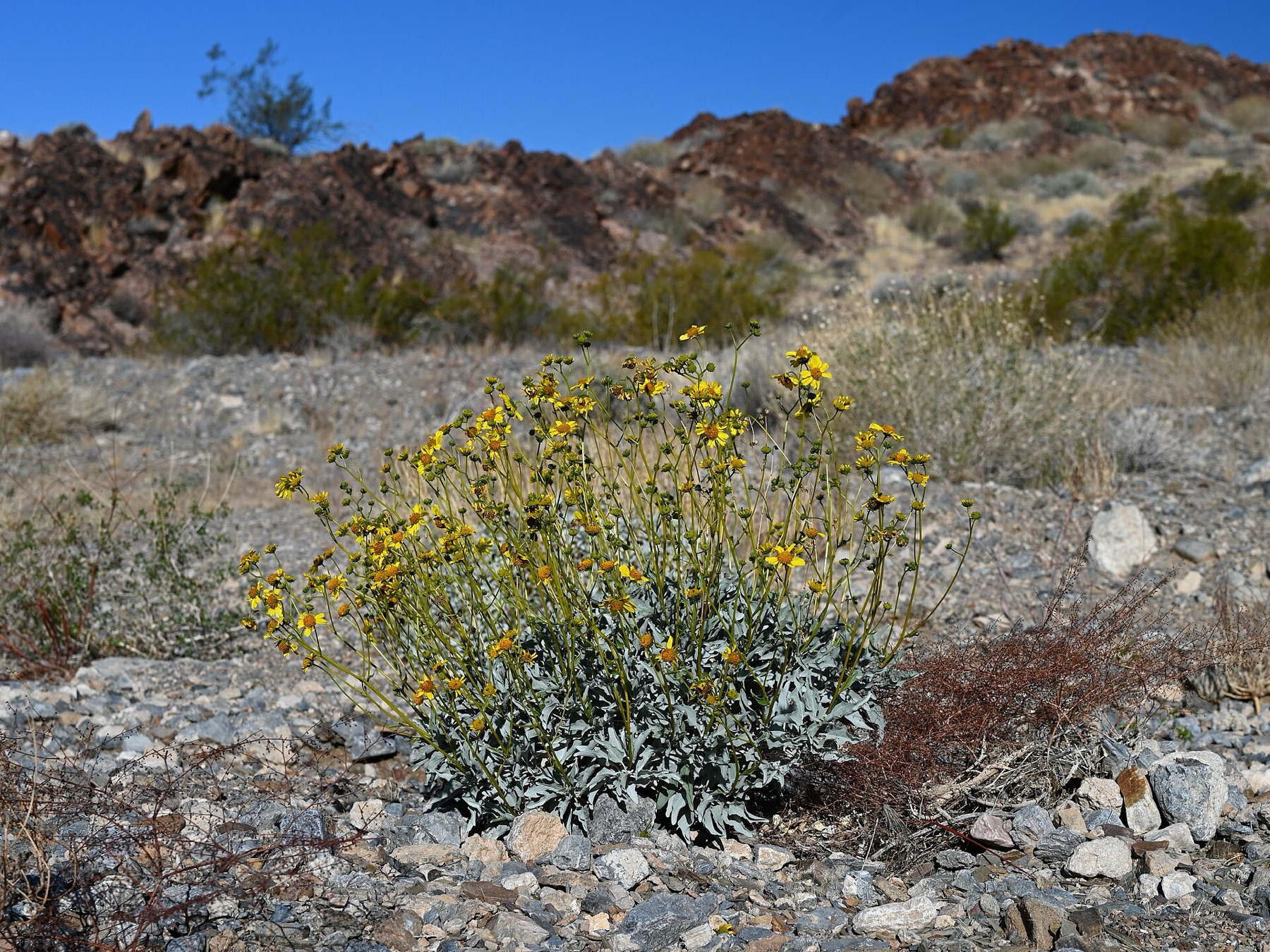 Brittlebush — photo 14