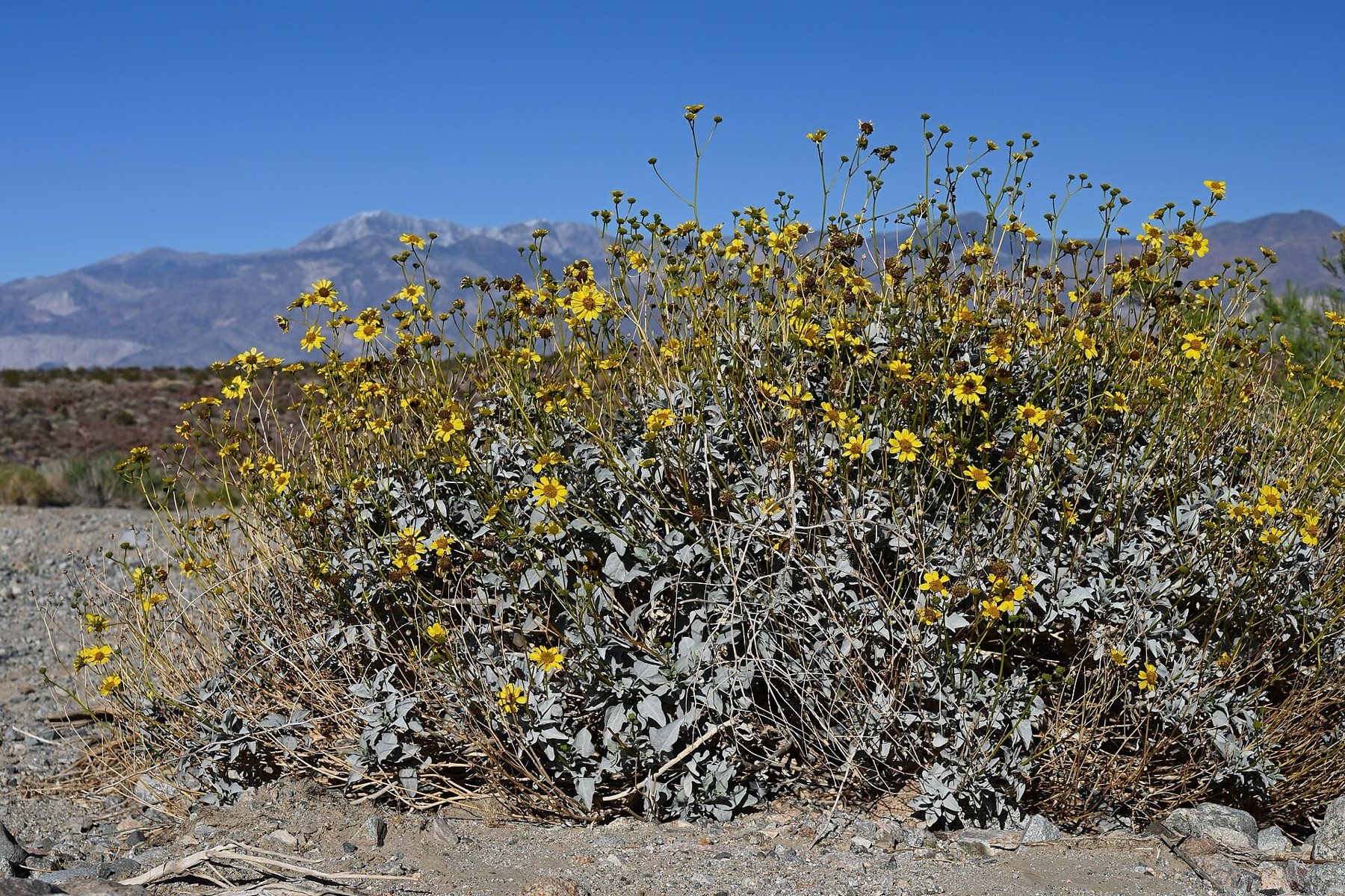 Brittlebush — photo 15