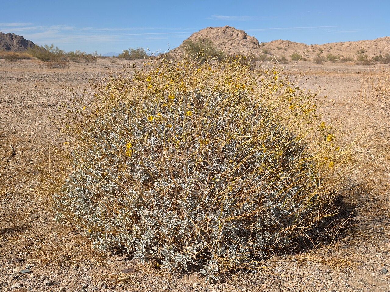 Brittlebush — photo 24