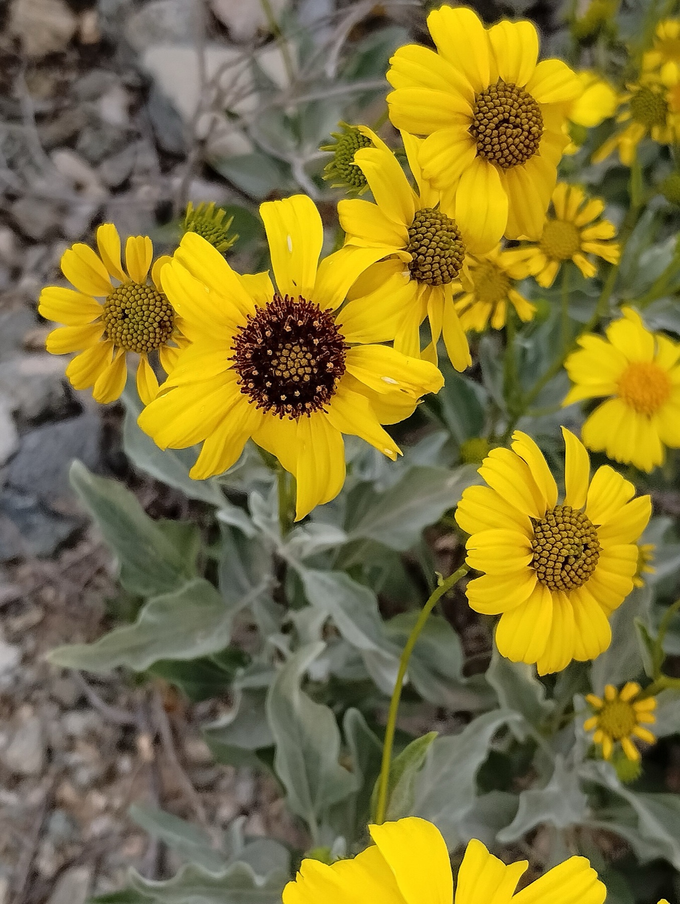 Brittlebush — photo 16