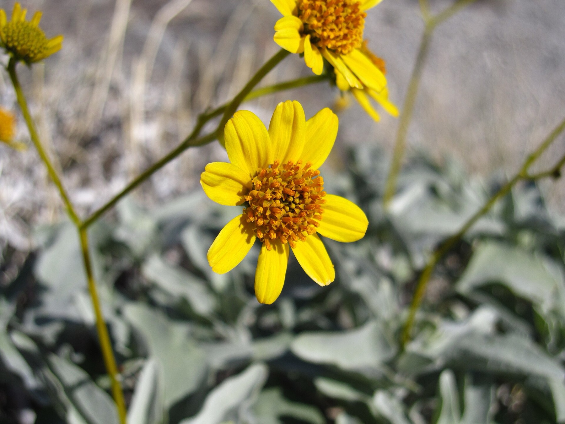 Brittlebush — photo 17