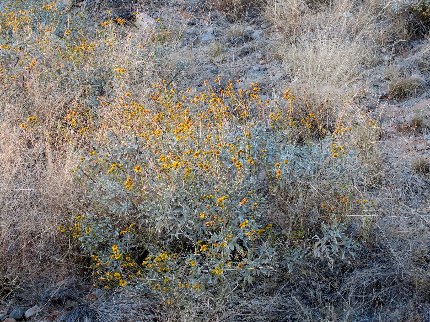 Brittlebush — photo 18
