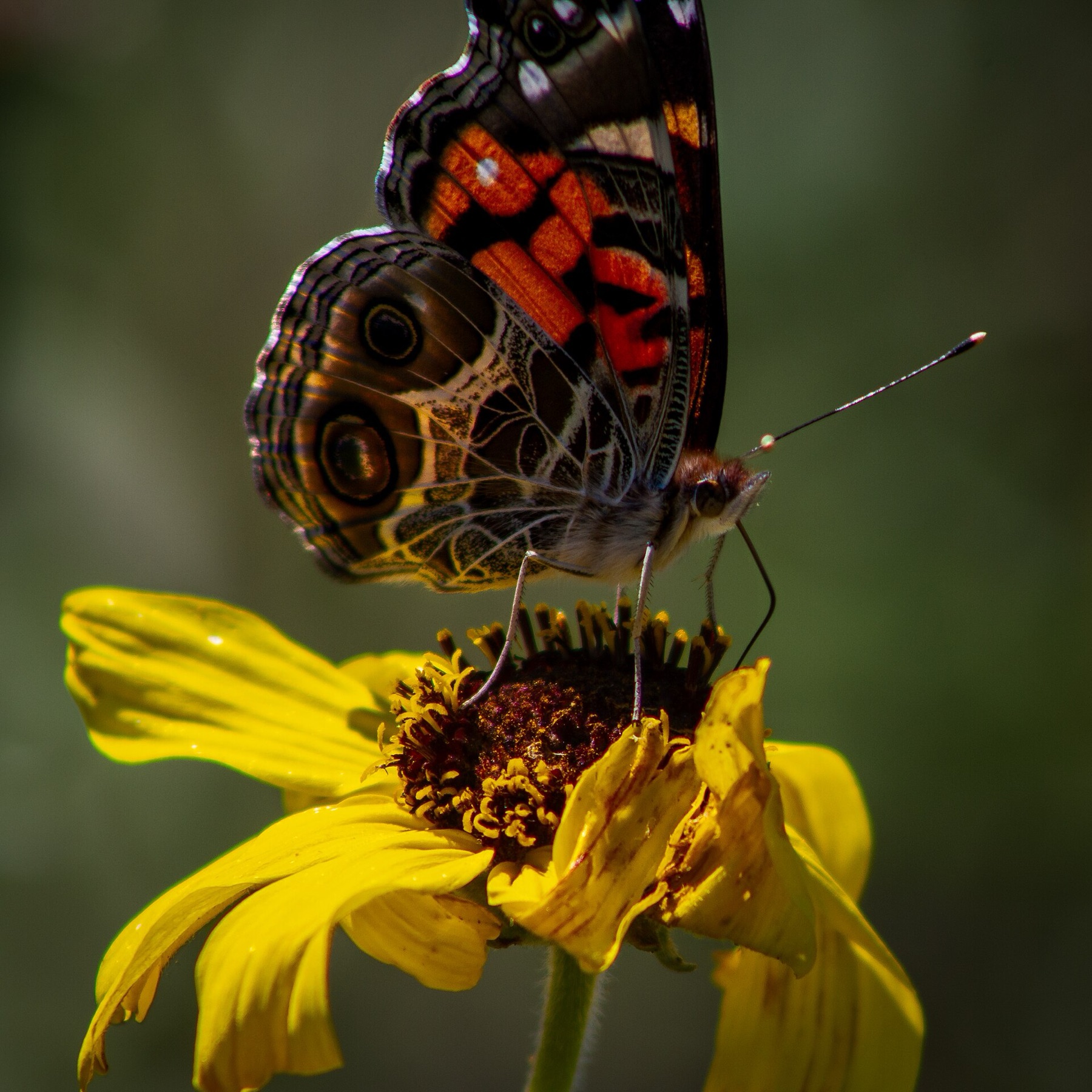 Brittlebush — photo 19