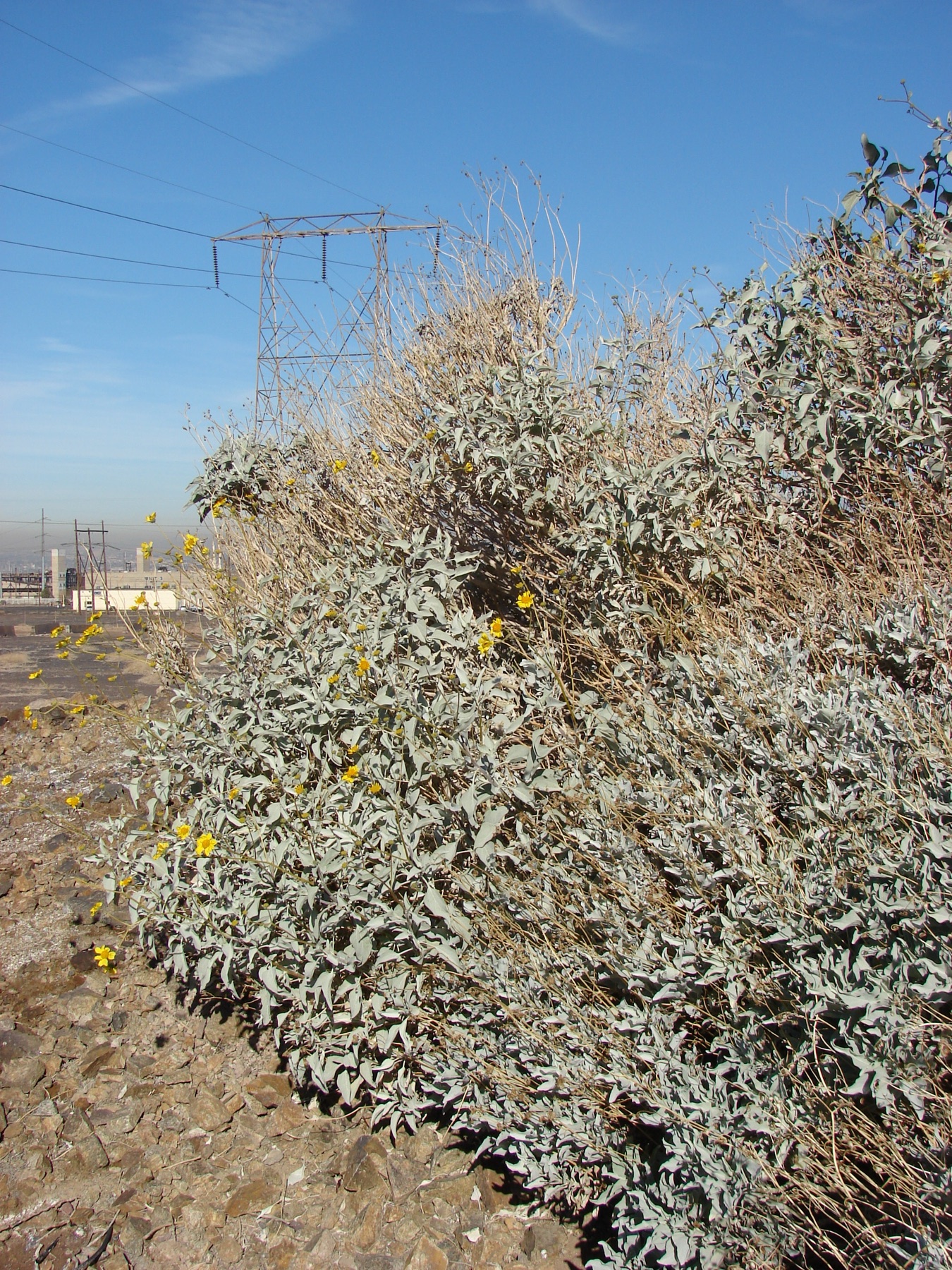 Brittlebush — photo 20