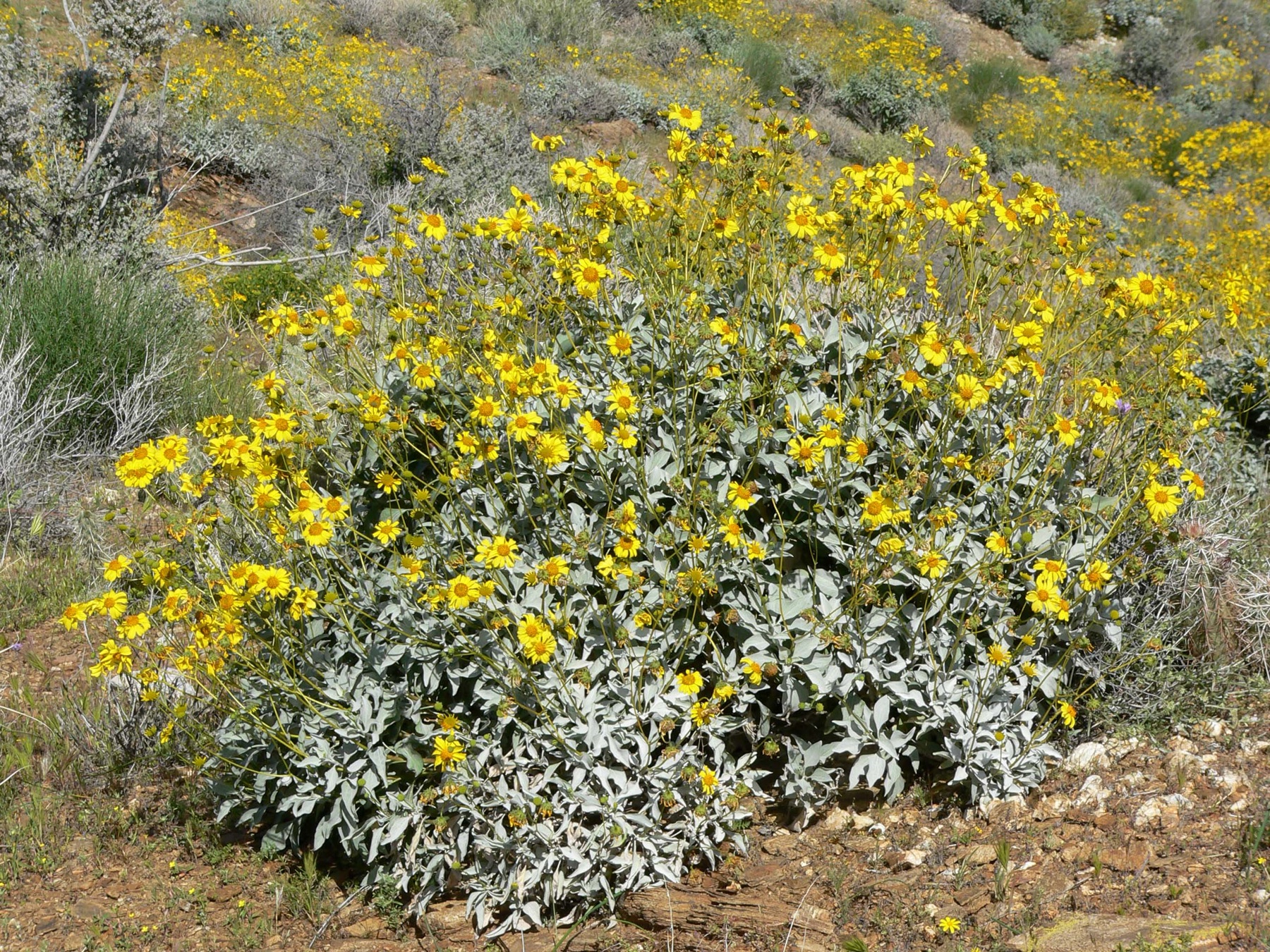 Brittlebush — photo 21