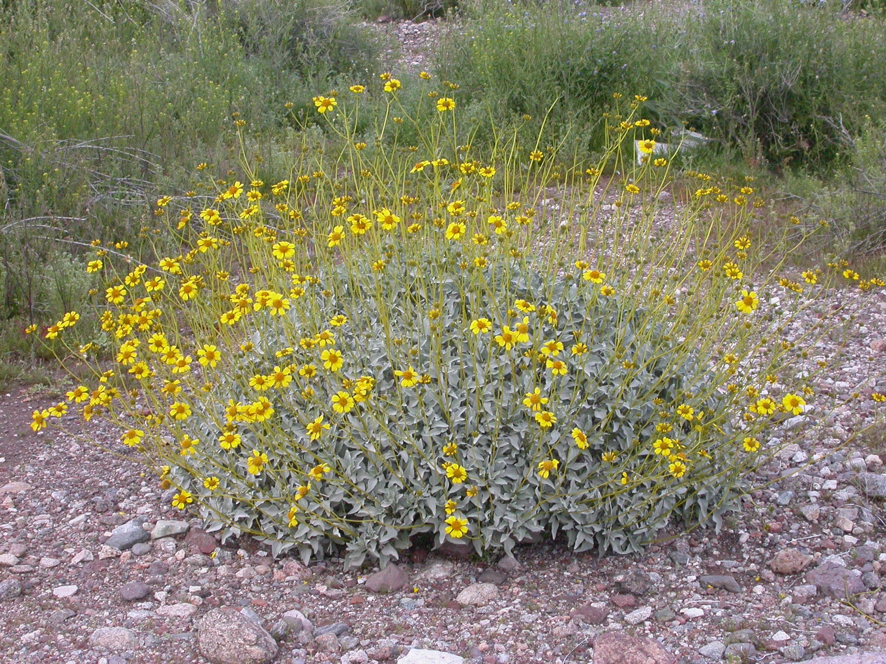 Brittlebush — photo 22
