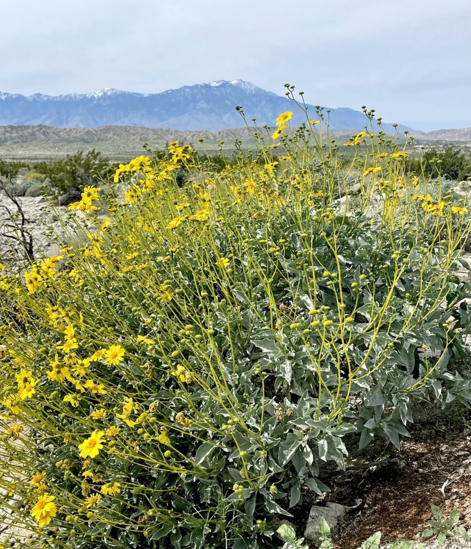 Brittlebush