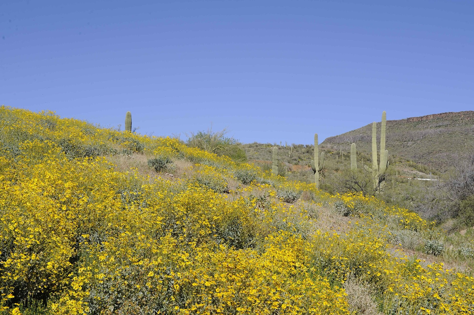 Brittlebush — photo 2