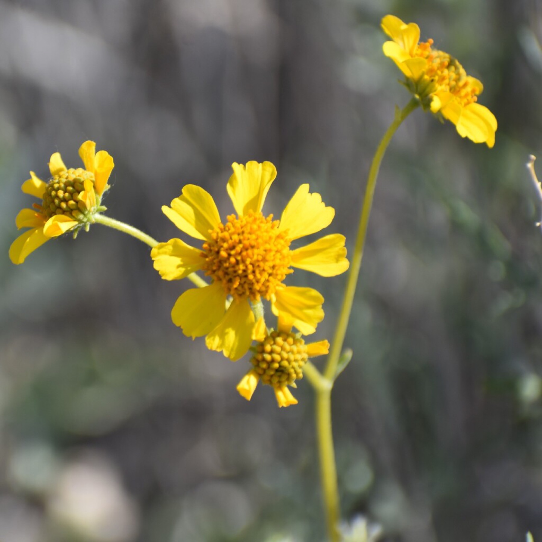 Brittlebush — photo 3