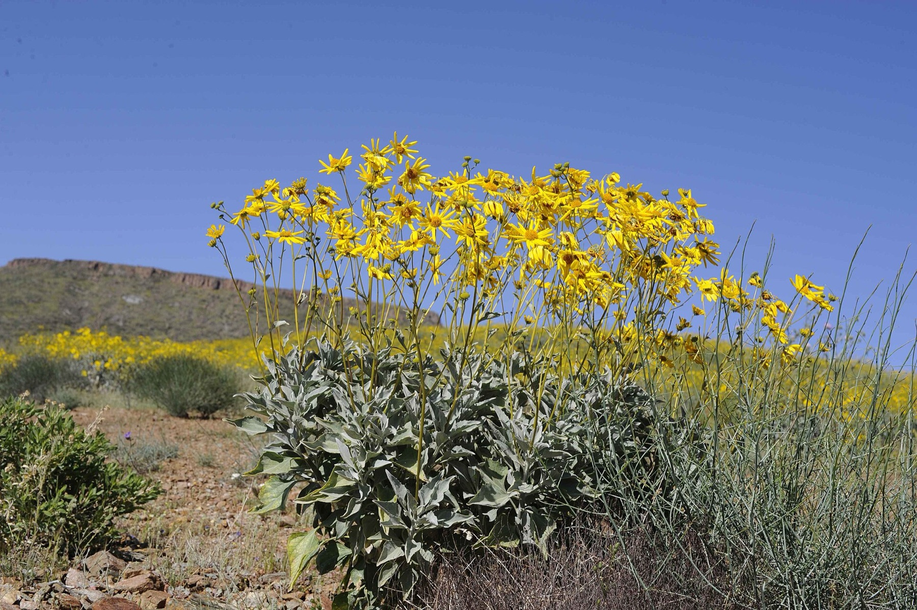 Brittlebush — photo 4