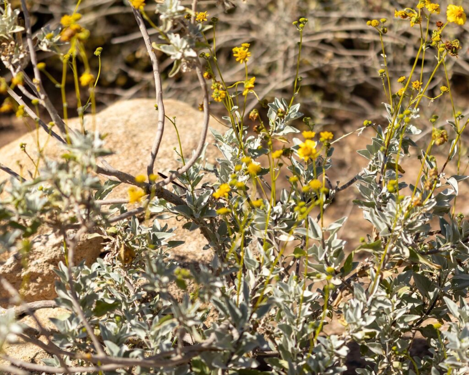 Brittlebush — photo 5