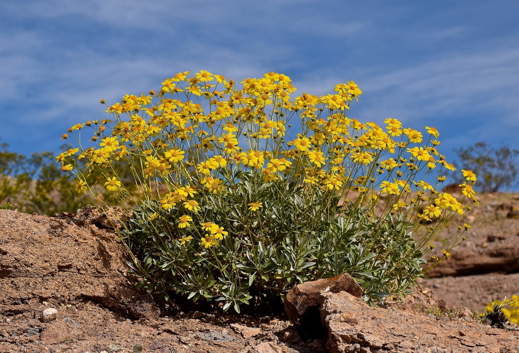 Brittlebush — photo 23